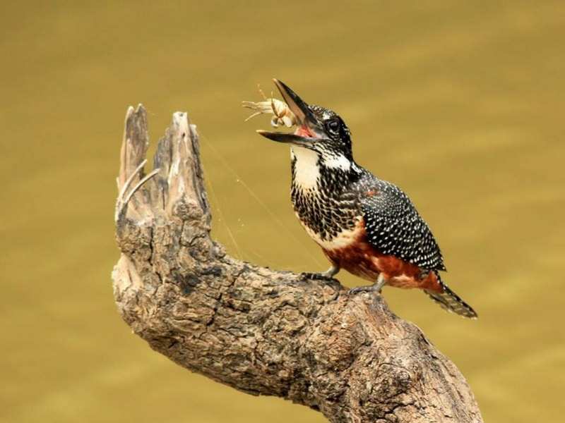 Bukela Game Lodge  (3)