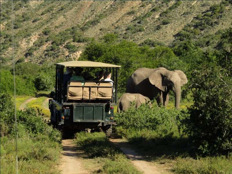 Agr Elephants Game Drive