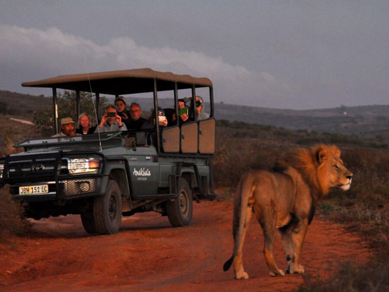 Leeuwenbosch Amakhala Game Reserve Eastern Cape South Africa 2