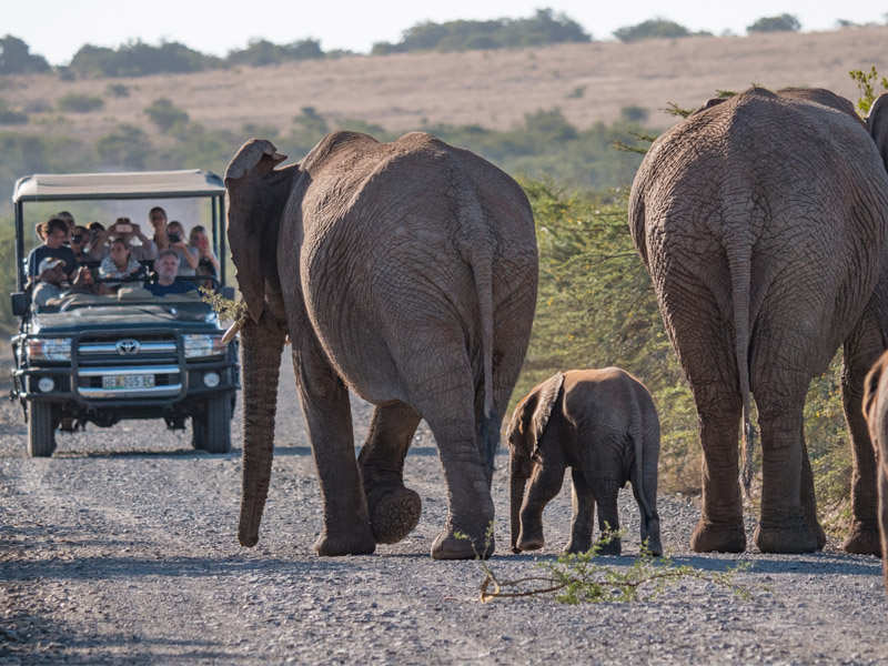 Amakhala Game Reserve Game Drive Elephants
