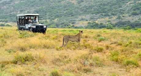 Big 5 Game Drives  (15)