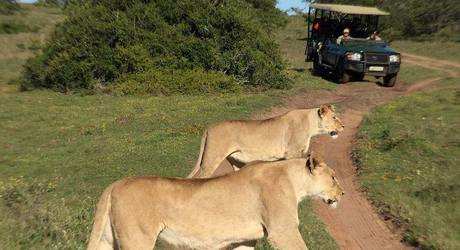 Big 5 Game Drives (2)