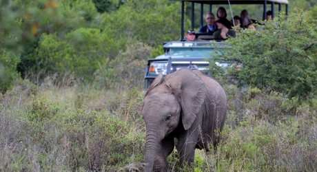 Big 5 Game Drives (4)