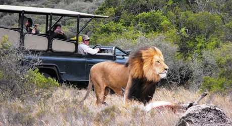 Big 5 Game Drives (7)