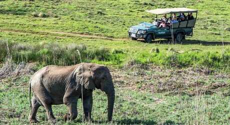 Big 5 Game Drives (9)