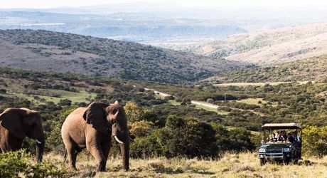 Big 5 Game Drives (11)