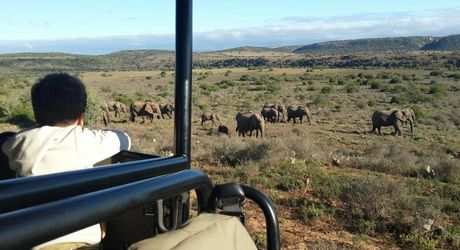 Big 5 Game Drives  (16)