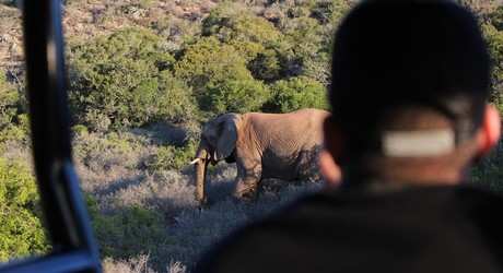 Amakhala Game Reserve5