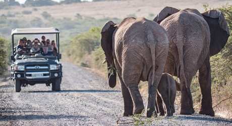 Amakhala Game Reserve6
