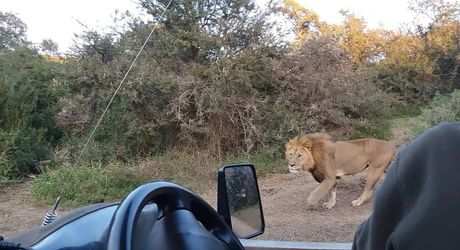 Big 5 Game Drives  (1)