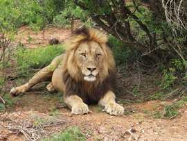 Greater Addo Port Elizabeth Accommodation Amakhala Game Reserve Lion Safari