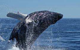 South Africa Tour Cape Town Garden Route Whale Route Watching Plettenberg Bay