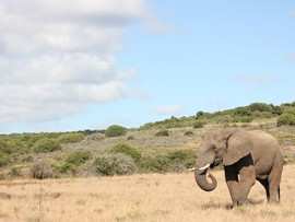 Greater Addo Port Elizabeth Accommodation Amakhala Game Reserve Elephant Safari
