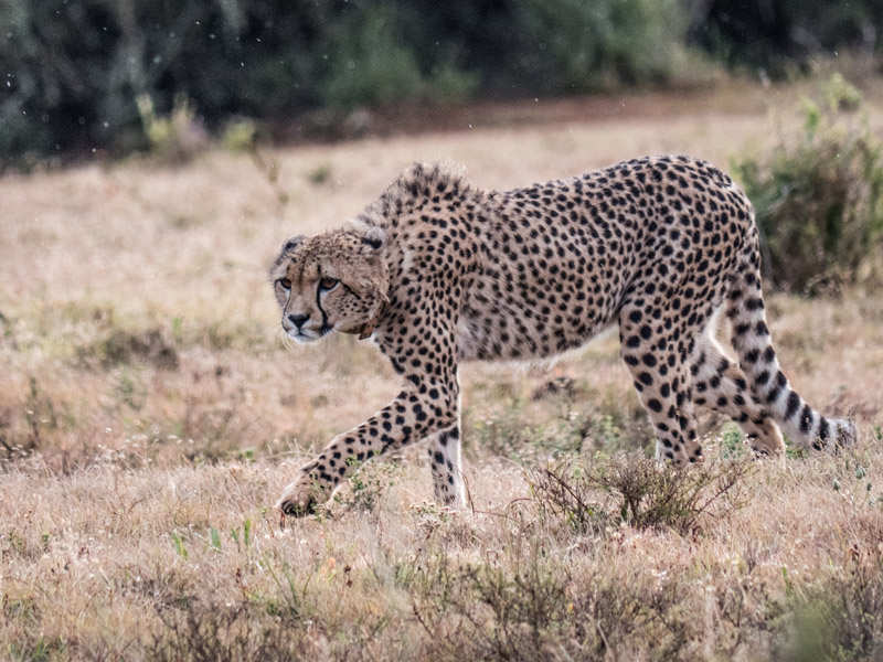 Amakhala Game Reserve Cheetah On The Hunt
