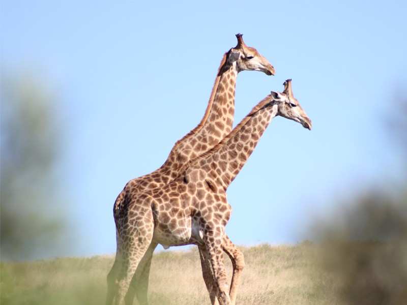 Greater Addo Port Elizabeth Accommodation Amakhala Game Reserve Giraffe