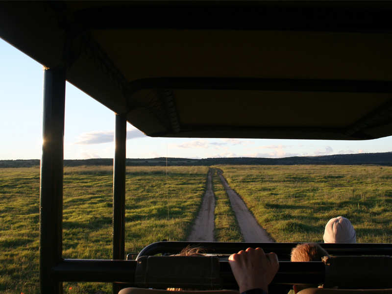 Amakhala Game Reserve Safari Drives Family Friendly