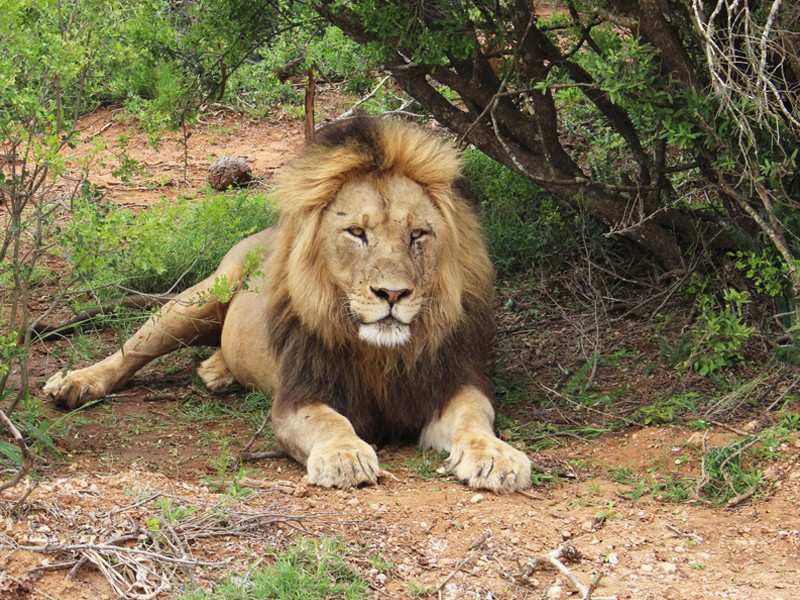 Greater Addo Port Elizabeth Accommodation Amakhala Game Reserve Lion Safari